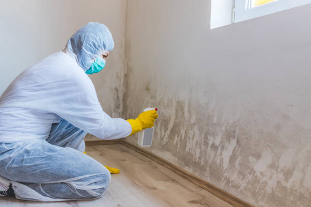 Licensed Mold Testing service in Dedham, MA - WQB Mold Removal
